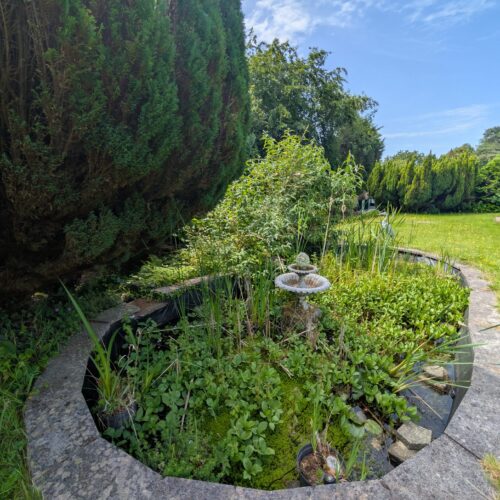 Overgrown Pond